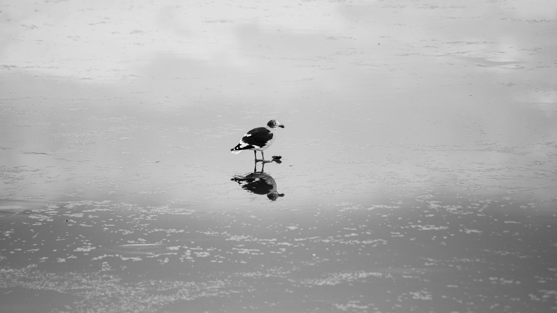 oiseau légendaire feu