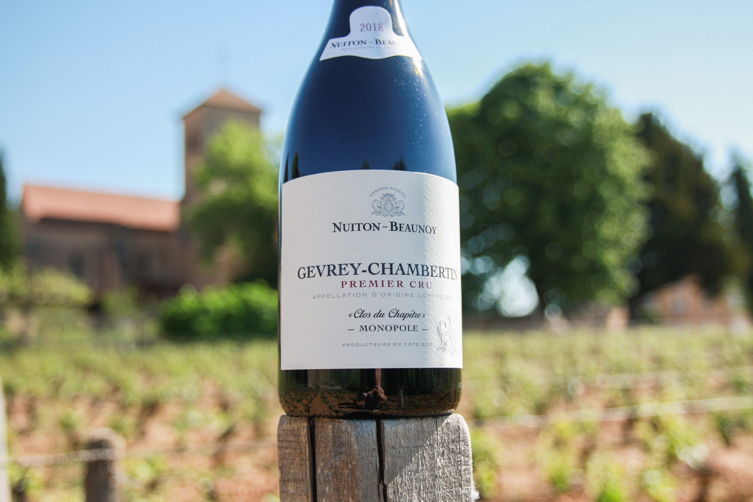 Rangées de vignes de pinot noir sur le coteau de l'appellation Gevrey-Chambertin en Côte de Nuits